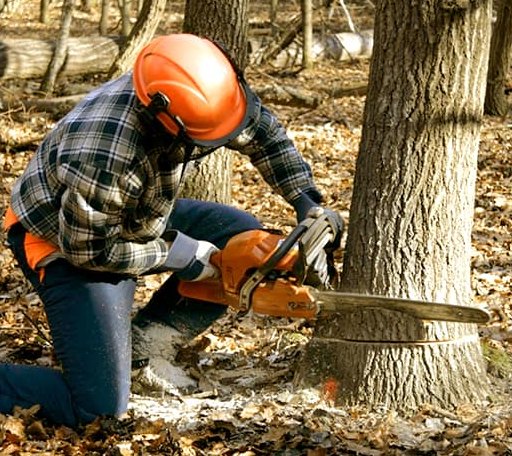 Tree Removal in Benavides, TX